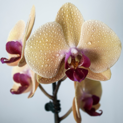 Orchid Rain