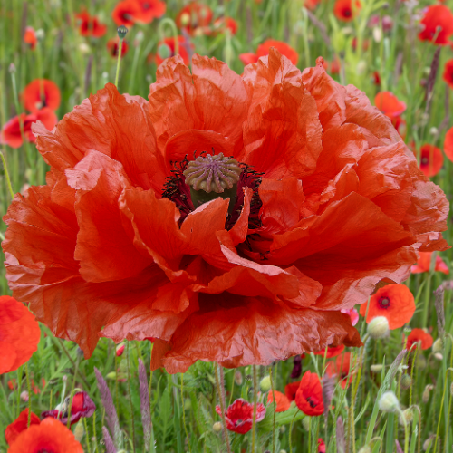 Peppered Poppies