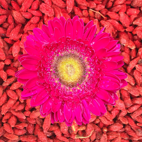 Pink Daisies & Goji Berries