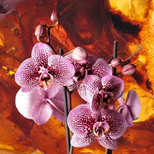 Pink Orchid & Amber