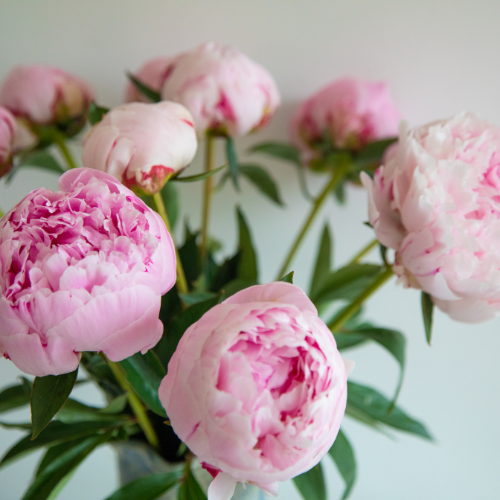 Pink Peony Paradise