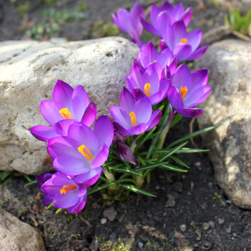 Poison Crocus