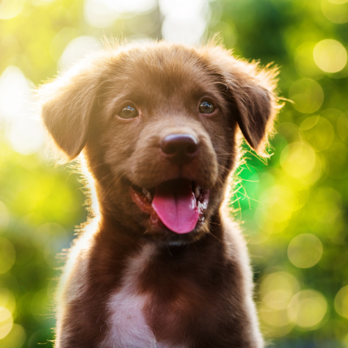 Precious Puppy Tart Wax Melts