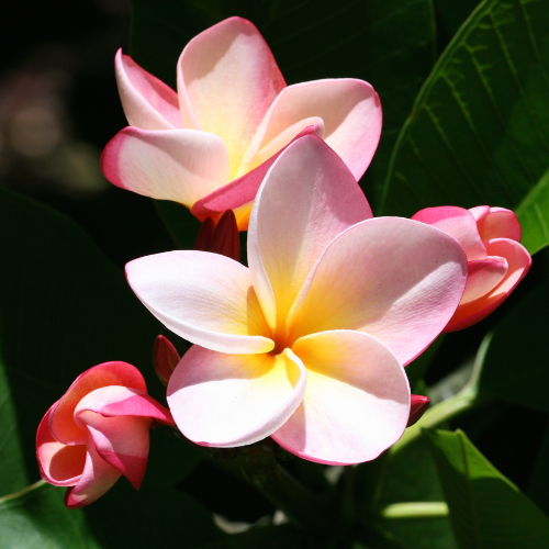 Puakenikeni Hawaiian Flower Tart Wax Melts
