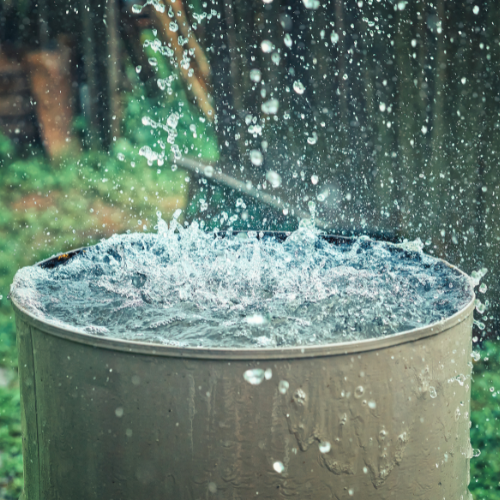 Rain Barrel