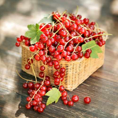 Red Currant Soy Candle