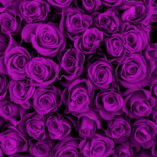 Rose & Violet