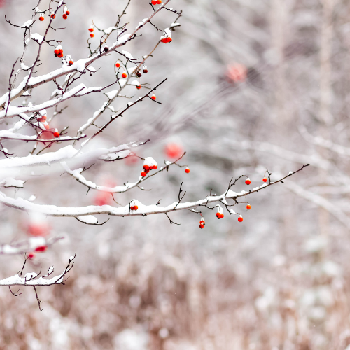 Snowflakes & Berries