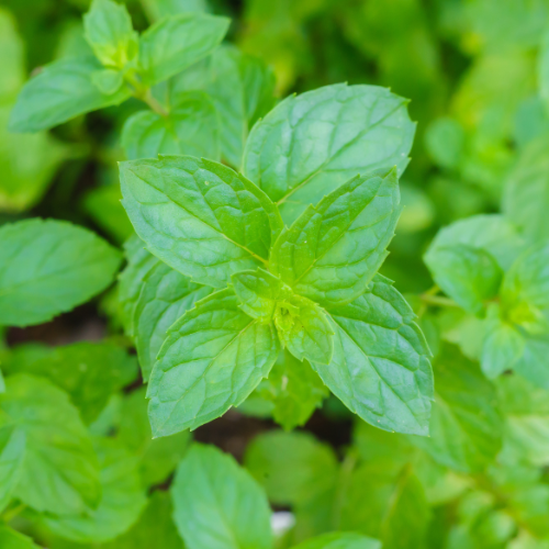 Spearmint Car Air Freshener