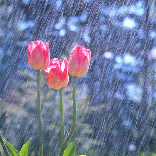 Spring Rain Foaming Hand Soap