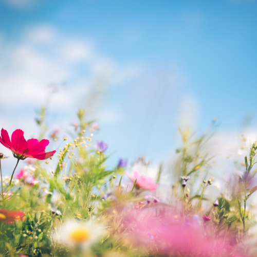 Spring Wildflowers Foaming Hand Soap