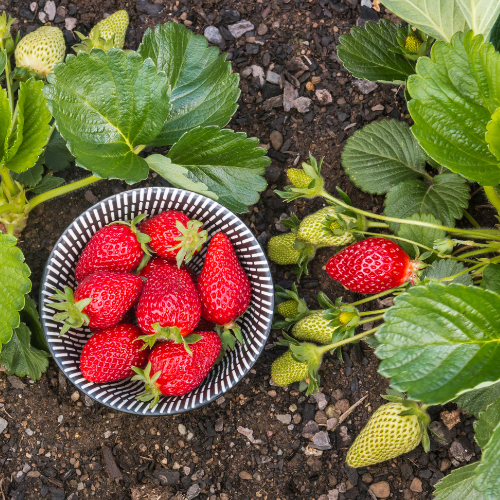 Strawberry Patch Soy Candle