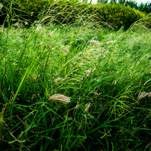 Sweet Grass Fabric & Room Spray