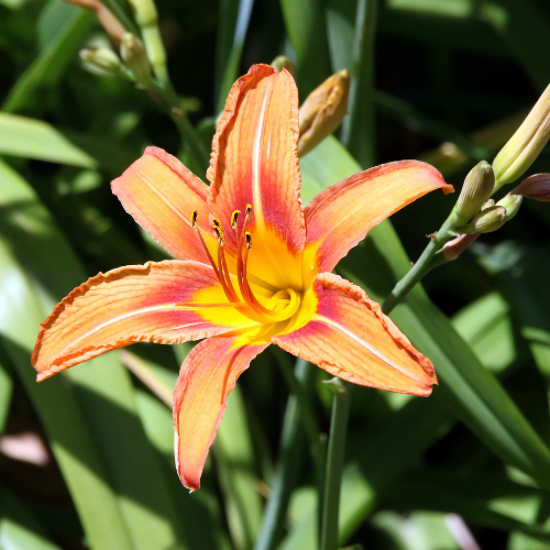 Tiger Lily Car Air Freshener