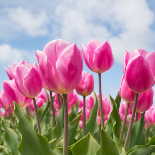 Tulip Foaming Hand Soap