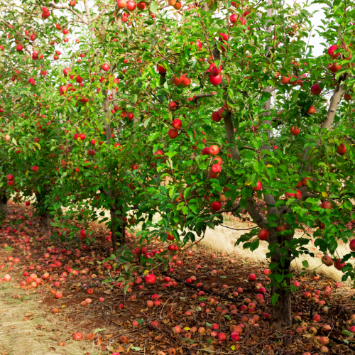 Under the Apple Tree