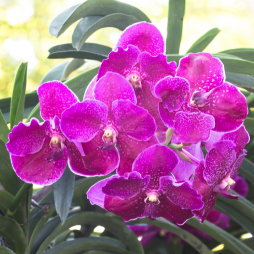 Vanda Orchid Car Air Freshener