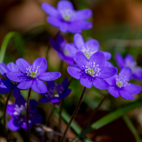 Violet Car Air Freshener