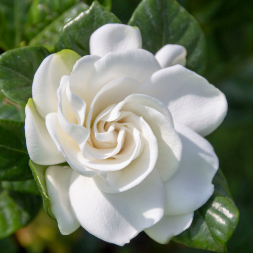 White Gardenia