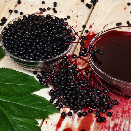 Wild Elderberry