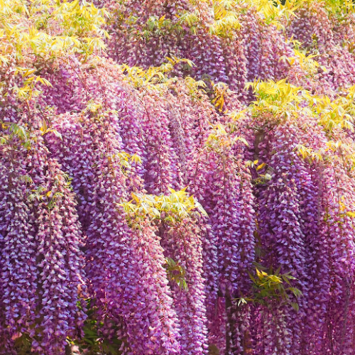 Wisteria