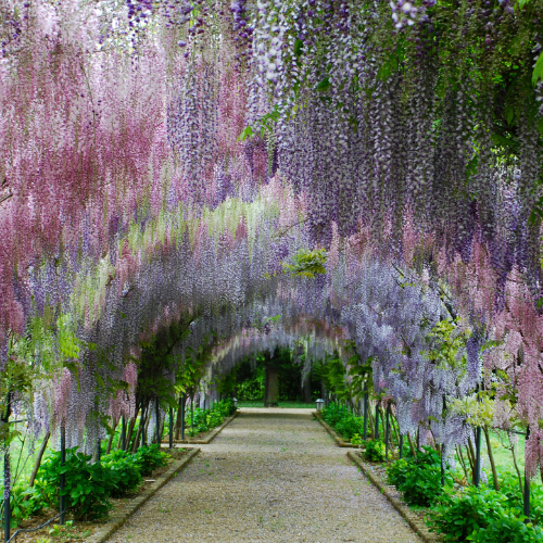 Wisteria Blvd