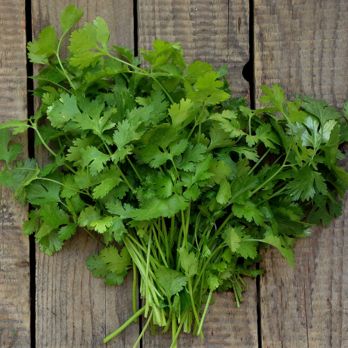 Cool Cilantro